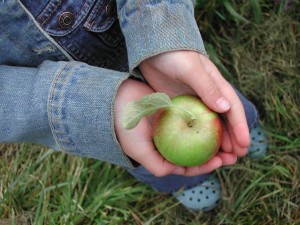 apple in hand